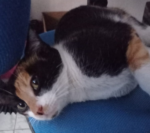 Pâmela está de volta! Outro final feliz no Au Au Miau