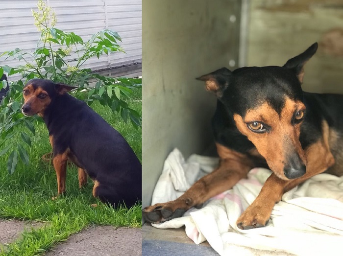 Beethoven: Cachorrinho que tem crise de epilepsia foge e deixa donos desesperado no Planalto