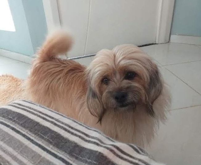 Akira foge no BNH, e garotinhos se desesperam. Tem recompensa