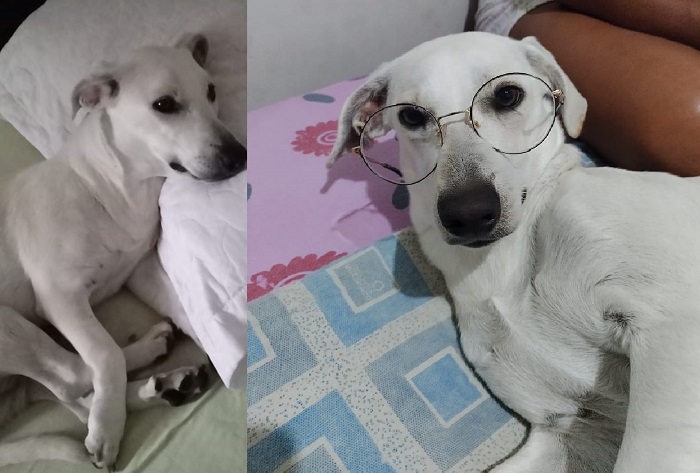 Liu foge no Pontal onde donos foram passar fim de semana, menina de 12 anos se desespera