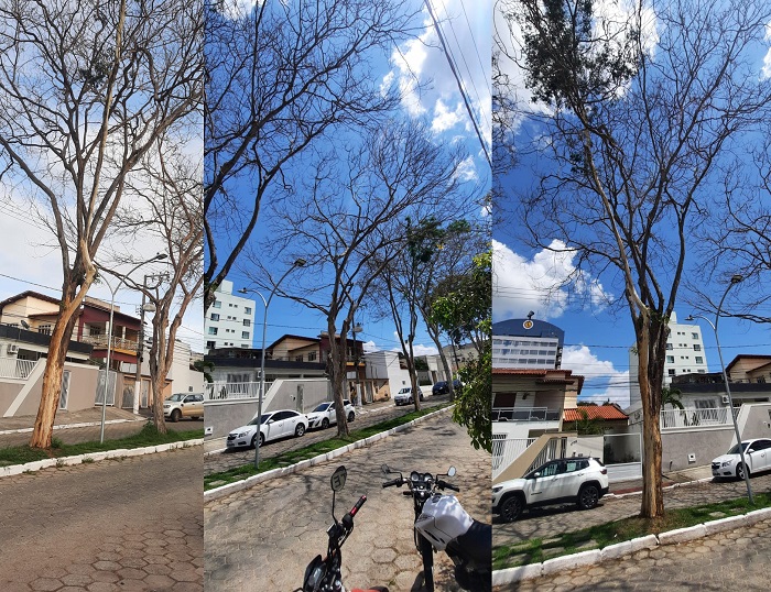 Dia da árvore: plantas mortas em importante avenida de Linhares geram clima de tristeza
