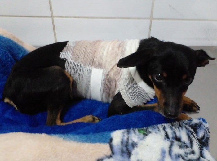 Rottweiler ataca Pinscher, dona se desespera para conseguir arcar com cirurgia