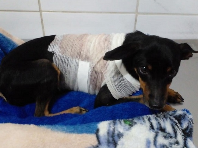 Maylon: Morre Pinscher atacado por Rottweiler em Linhares