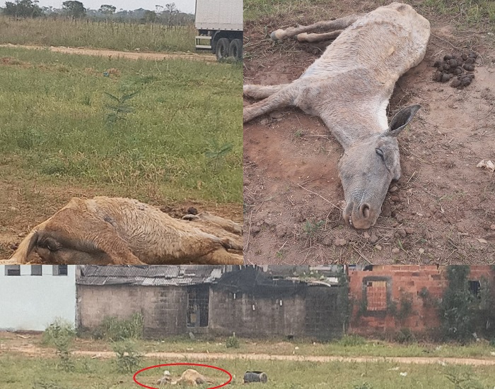 Vídeo e fotos: Égua agoniza há mais de uma semana em área aberta em Linhares