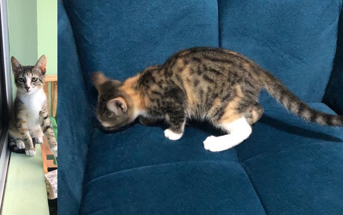 Gatinha escapa a caminho do banho, dona se desespera