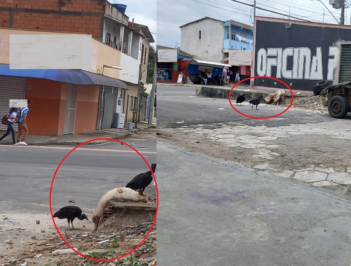 N. Esperança: Urubus rondam c0rpo de cachorro, comerciantes reclamam pedindo ajuda. Zoonoses respondeu