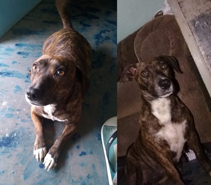 Babalu é atropelada e desaparece desnorteada no Interlagos. Tem recompensa para quem encontrá-la