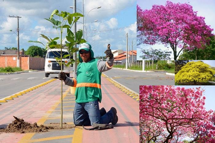 Nova paisagem: beleza de ipês vai tomar conta de principal avenida do Planalto