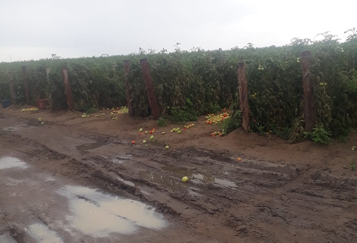 Confusão quase termina em tragédia em plantação de tomates no interior de Linhares