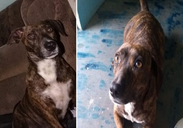 Felicidade com a volta da Babalu, lembra dela?
