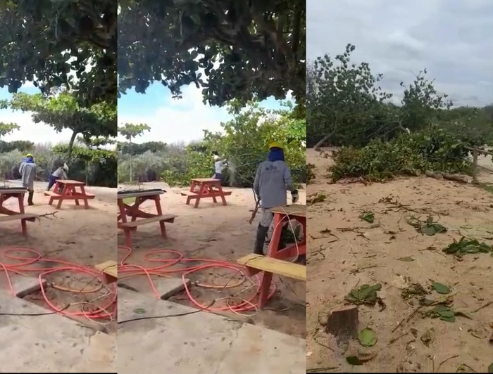 Castanheiras de mais de 30 anos são eliminadas na Praia de Pontal do Ipiranga