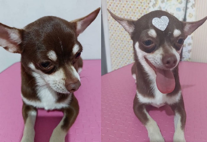 Encontrado: Théo é localizado no mesmo bairro onde fugiu, o Três Barras,