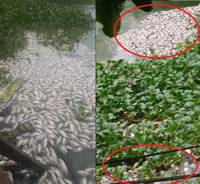 Cena que assusta: Peixes aparecem mortos em lagoa de Linhares. Vídeo