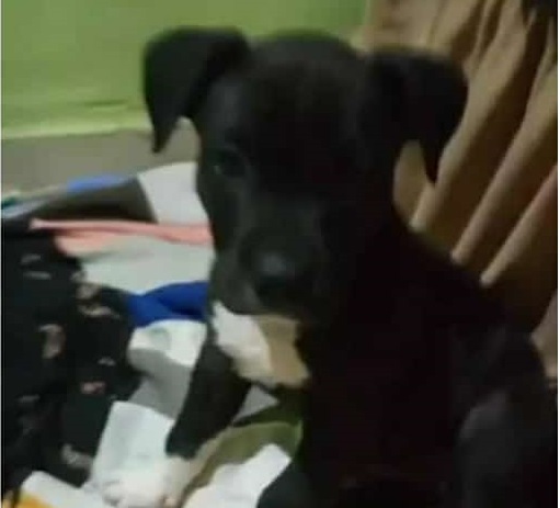 Suzy: Cachorrinha foge perto da pracinha do Planalto, e família pede ajuda