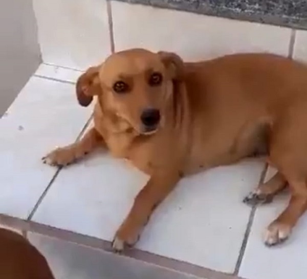 Molly se assusta com fogos e foge no Canivete. Tem recompensa