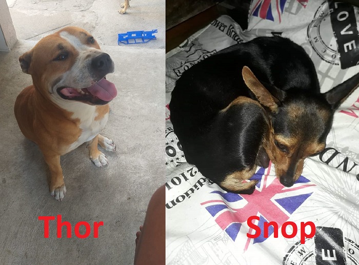 Thor foge no Jocafe 2 e Snop em Povoação. Famílias pedem ajuda