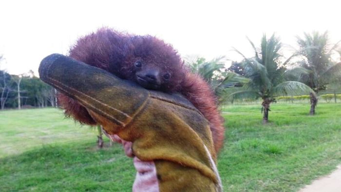 Populares encontram filhote de preguiça e Bombeiros ‘devolvem’ bicho para a natureza
