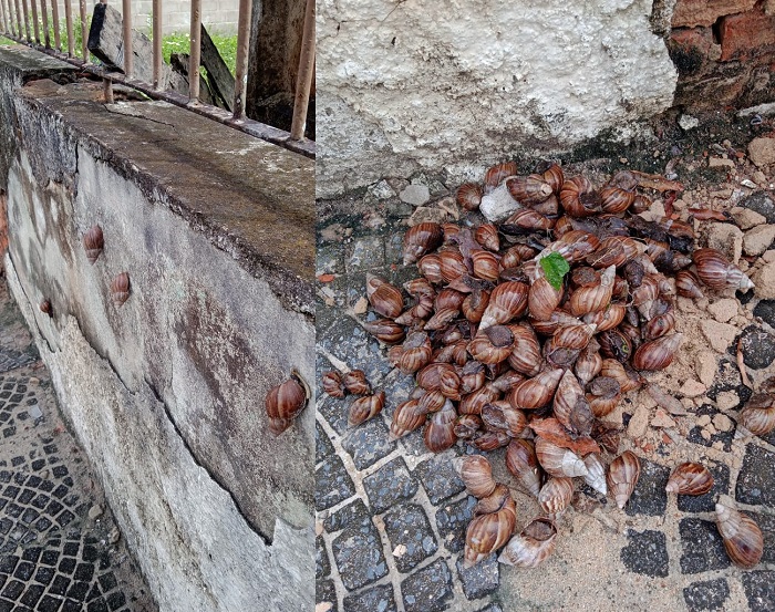 Leitor mostra infestação de caramujos africanos no Centro de Linhares: Prefeitura ignora demanda