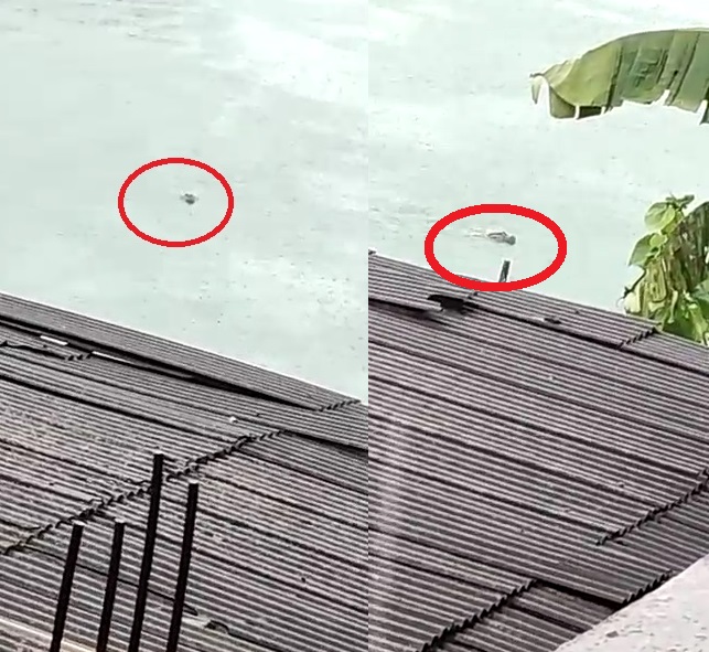 Vídeo: Jacarezão é flagrado atravessando lagoa poluída de Linhares. Cena impressiona