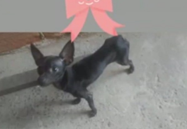 Taxa foge no Interlagos, dona e criança de 7 anos pedem ajuda