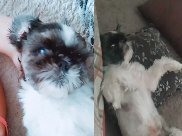 Nick: Leitora pede ajuda para encontrar cachorrinho que cresceu junto com o filho