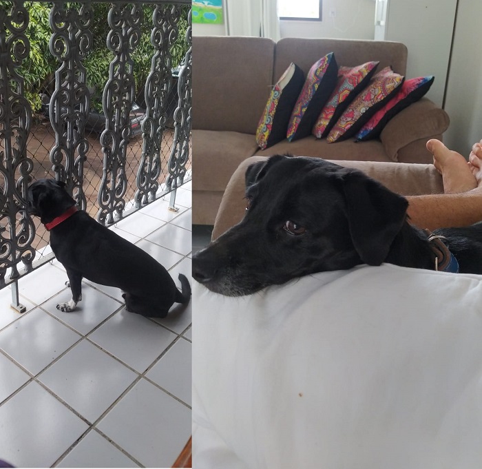 Recompensa: Gordinho se assusta com fogos e foge no São José