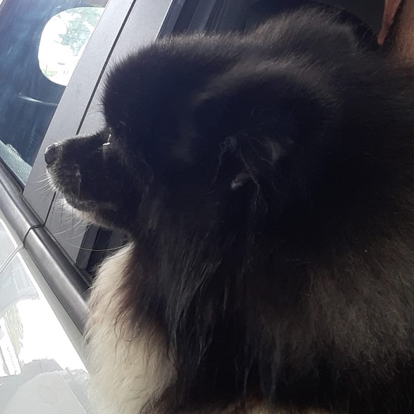 Oreo é encontrado em outra cidade, meia hora após divulgação no Eu Vi em Linhares