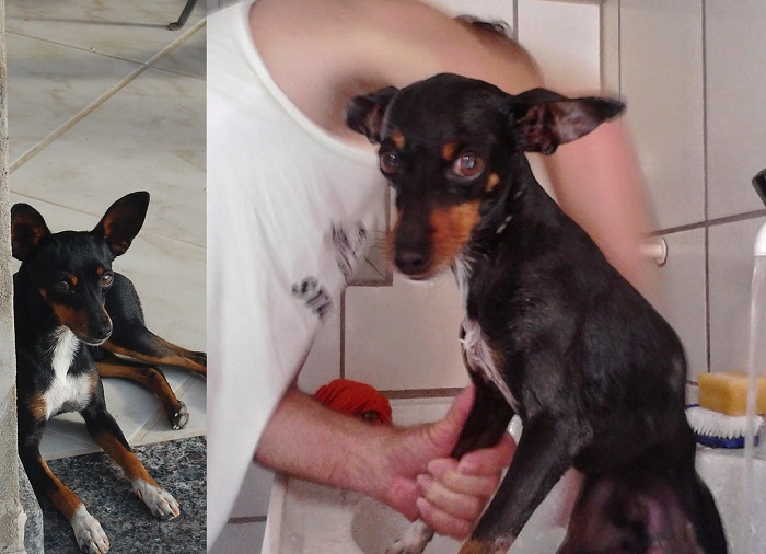 Billy: Pinscher idoso foge no Interlagos, e dono pede ajuda. “Meu parceiro de 11 anos”