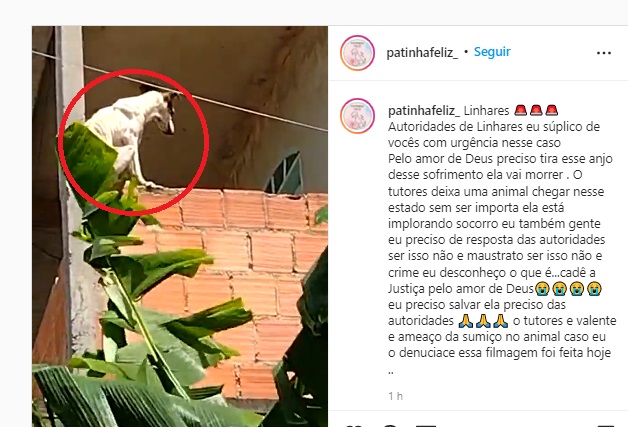 S.O.S: Pedido de socorro para cachorra comove na rede social