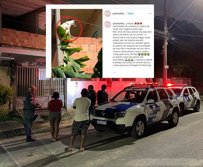 S.O.S em prol de cachorra maltratada vira caso de polícia. Resgate não acontece, e voluntária se desespera