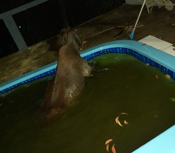 Vídeo: Vaca quebra cerca e cai na piscina de residência em Linhares