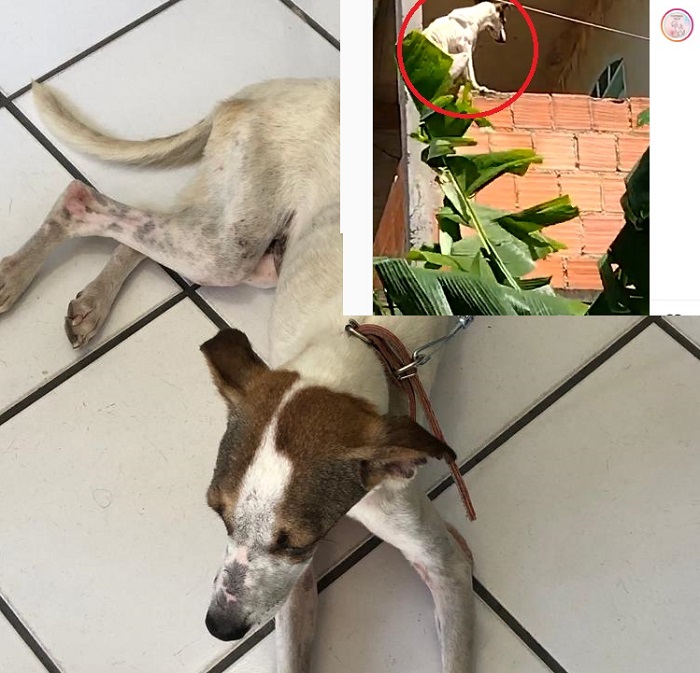 Caso da cadela alvo de pedido de socorro em Linhares chega a Polícia Civil