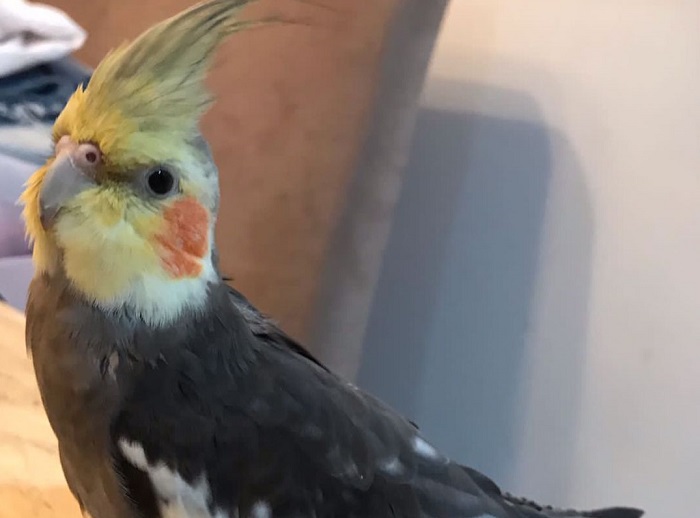 Quito: Calopsita foge no Centro de Linhares, e família pede ajuda