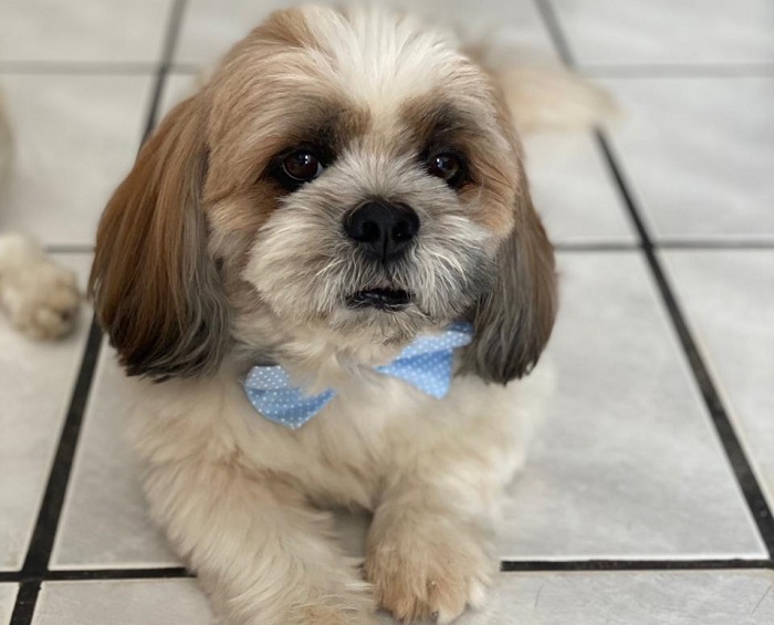 Bob: Recompensa para encontrar cachorrinho adotado. Ele fugiu no Conceição