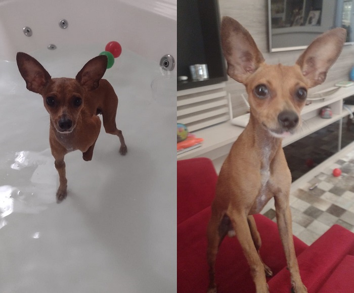 Alegria total na casa do Máximos! Ele foi encontrado após divulgação no Au Au Miau