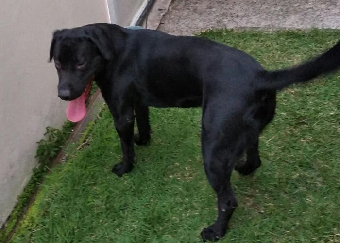 Sara foge no São José: “É a paixão do meu filho”, diz leitora ao pedir ajuda