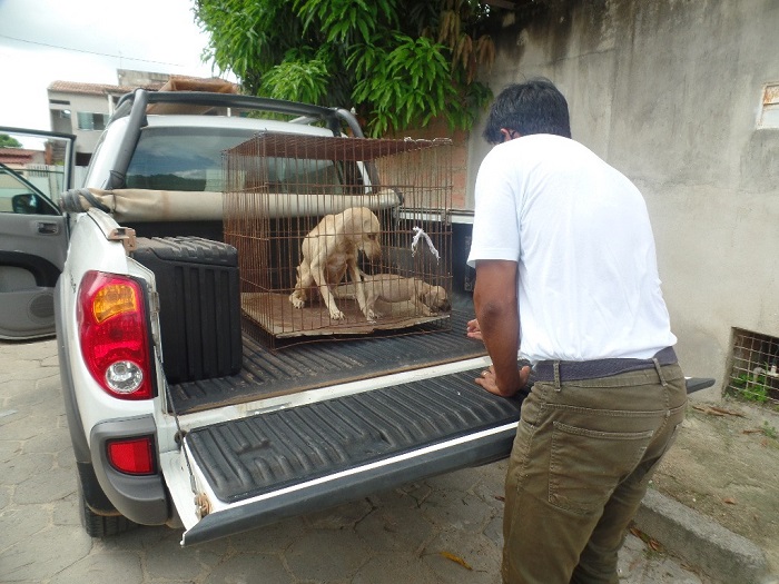 Cães resgatados após denúncia de maus-tratos no bairro Nova Esperança, Linhares