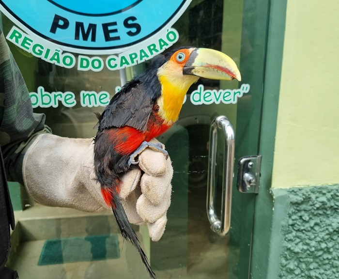 Polícia Militar Ambiental resgata ave de aparição rara