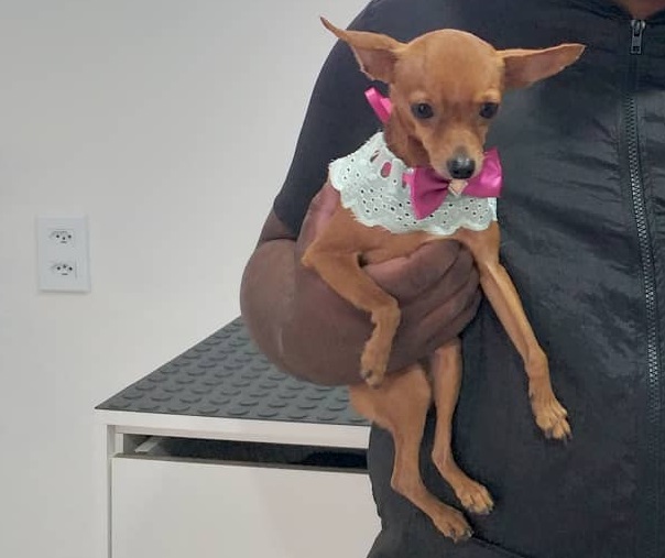 Nina: Recompensa para quem encontrar Pinscher que fugiu no Planalto