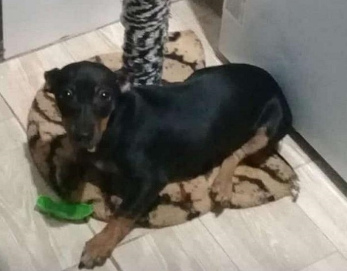 Recompensa: Nina foge no BNH. Meninos de 2 e 7 anos desolados e avó pede ajuda
