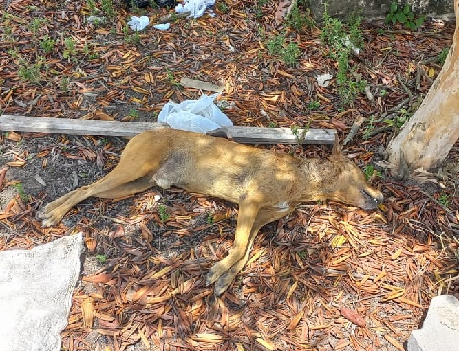 Pitbulls escapam do pátio do Detran e matam vira-lata em Linhares