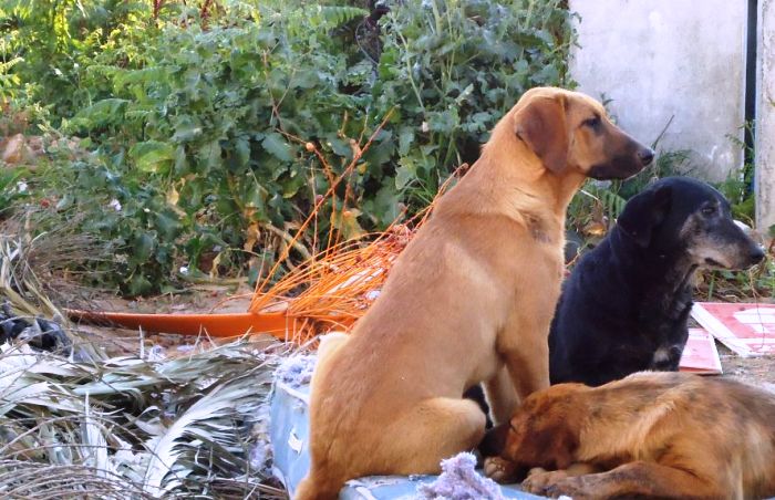 Zoofilia: adolescentes estupram e matam animais de estimação na Olaria