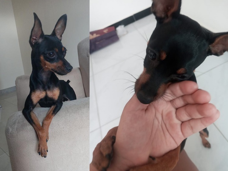 Recompensa: Scooby foge na Vila Isabel, e garotinha de 11 anos está aos prantos