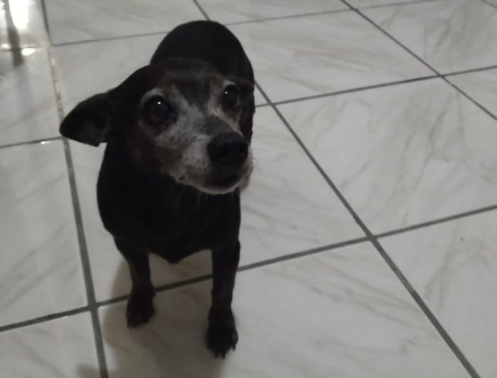 Idoso feliz da vida, e netos também! Olha o Ralf aí
