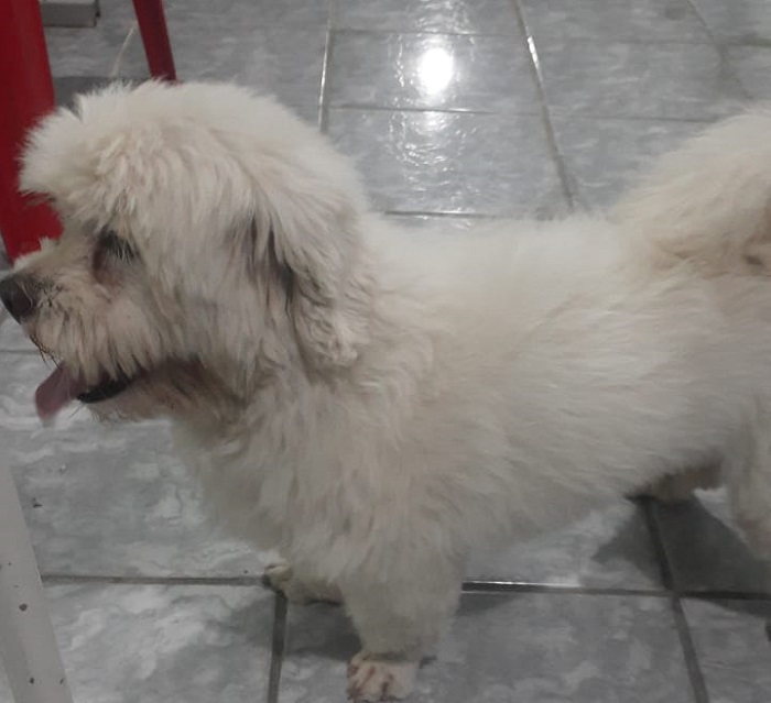 Alvin é encontrado logo após divulgação no Eu Vi em Linhares. “Ganhou beijos”