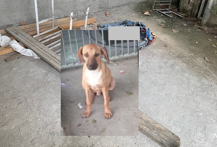 3 Barras: Homem invade casa e mata cachorro de idosa em Linhares