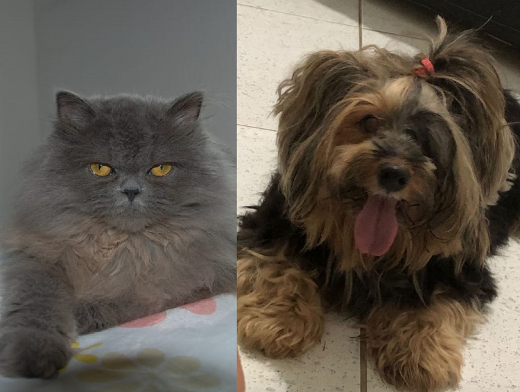 Duas lindas de volta ao lar: Palmas para a Catarina e a Vick