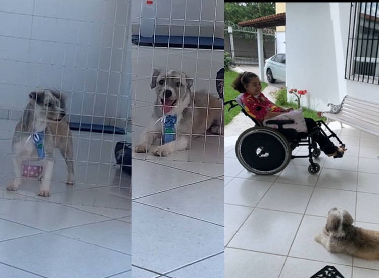 Bob foge no Centro, e cadeirante idosa se desespera. “Me ajudem”
