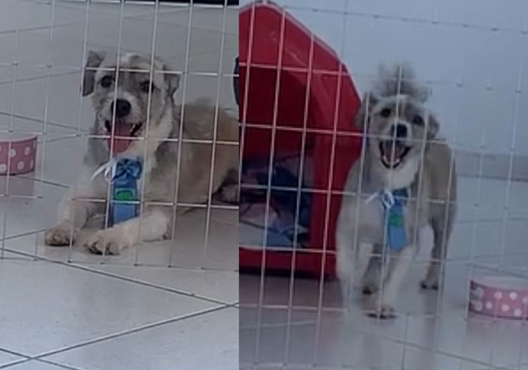 Idosa cadeirante é só alegria com a volta de Bob após divulgação no Au Au Miau