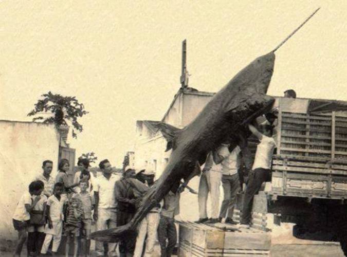 Agosto, aniversário de Linhares: peixe gigante no Museu Lorenzutti